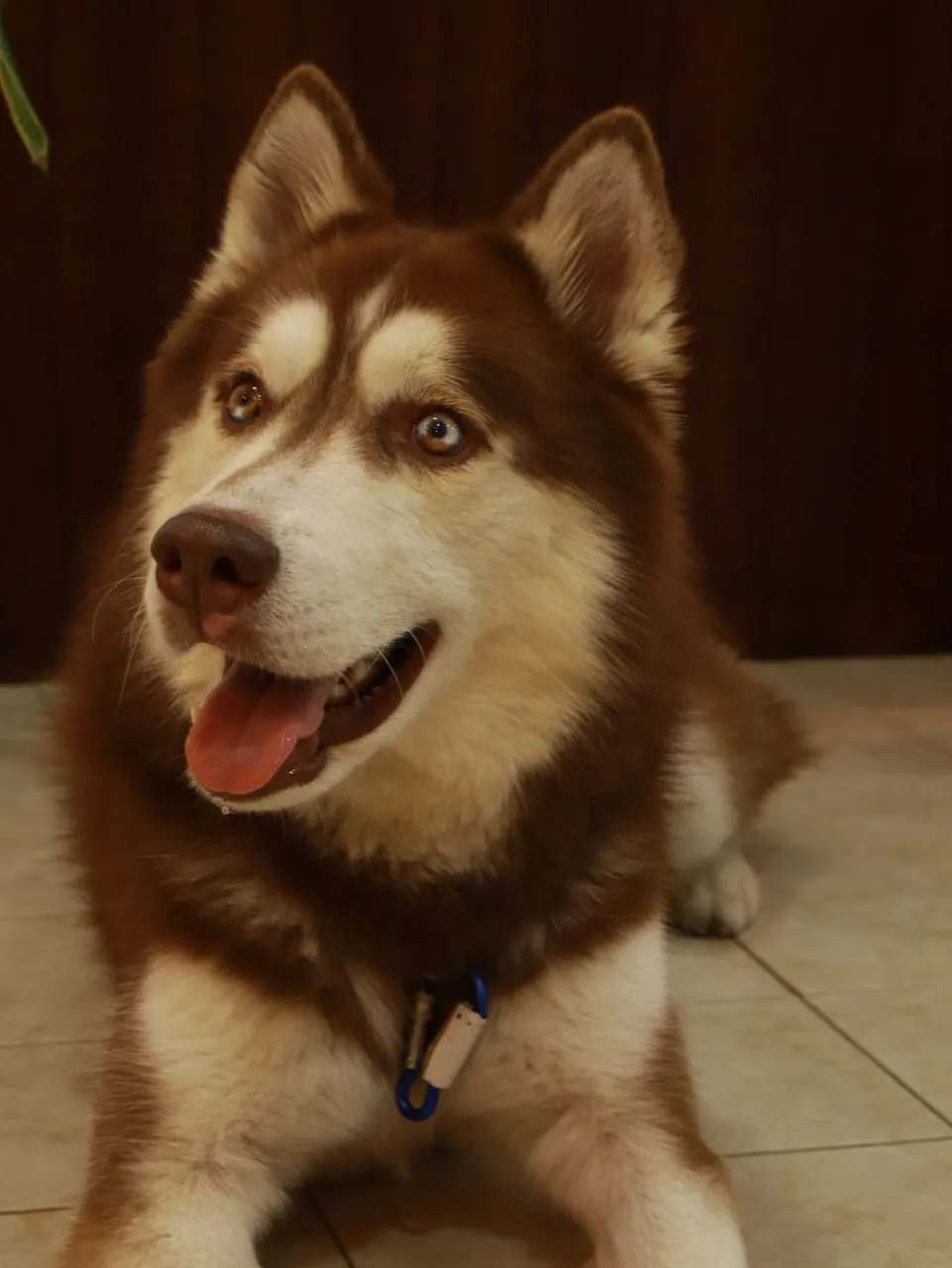 Oikos, el husky de la casa: pelaje marrón rojizo y blanco, mirando a un lado con la lengua afuera.